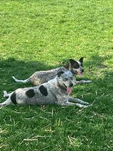 adult mix blue heeler maremma