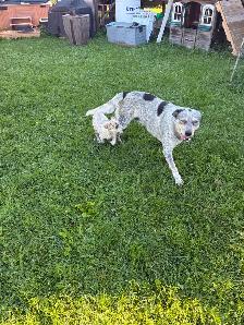 adult mix blue heeler maremma - Photo 2