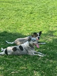 adult mix blue heeler maremma - Photo 4