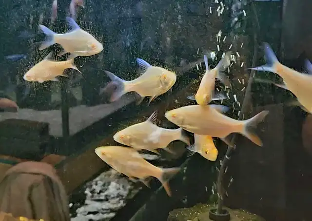lots of fish, plecos & more (see list below)
