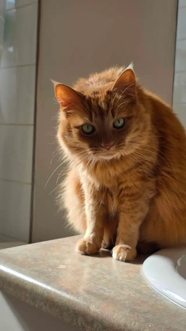 Cat Re-homing