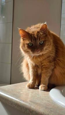 Cat Re-homing