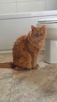 Cat Re-homing - Photo 2