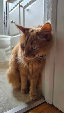 Cat Re-homing - Photo 3