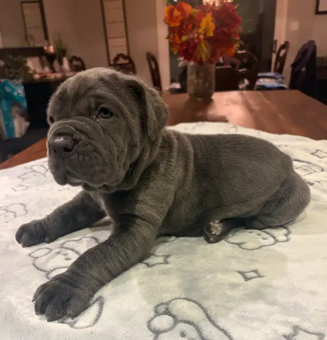 Neapolitan Mastiff Puppies