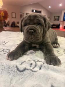 Neapolitan Mastiff Puppies - Photo 2