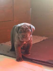 Neapolitan Mastiff Puppies - Photo 3