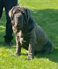 Neapolitan Mastiff Puppies - Photo 4