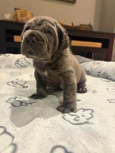 Neapolitan Mastiff Puppies - Photo 5