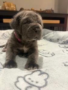 Neapolitan Mastiff Puppies - Photo 6