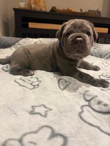 Neapolitan Mastiff Puppies - Photo 7