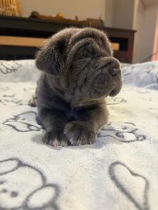 Neapolitan Mastiff Puppies - Photo 8