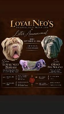 Neapolitan Mastiff Puppies - Photo 9