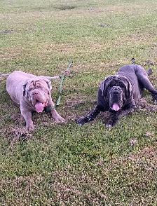 Neapolitan Mastiff Puppies - Photo 10