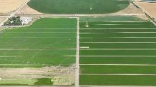 Professional Agricultural Farm Worker
