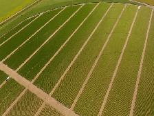 Professional Agricultural Farm Worker - Photo 2