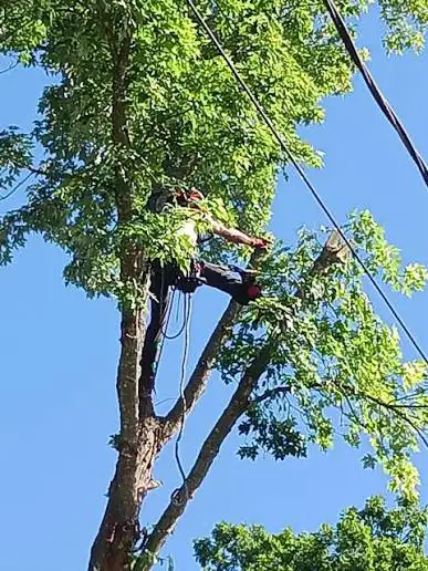 Tree - Removal