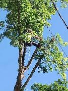 Tree - Removal