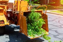 Tree - Removal - Photo 2