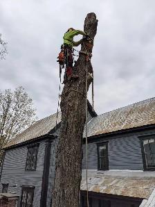 Tree - Removal - Photo 3