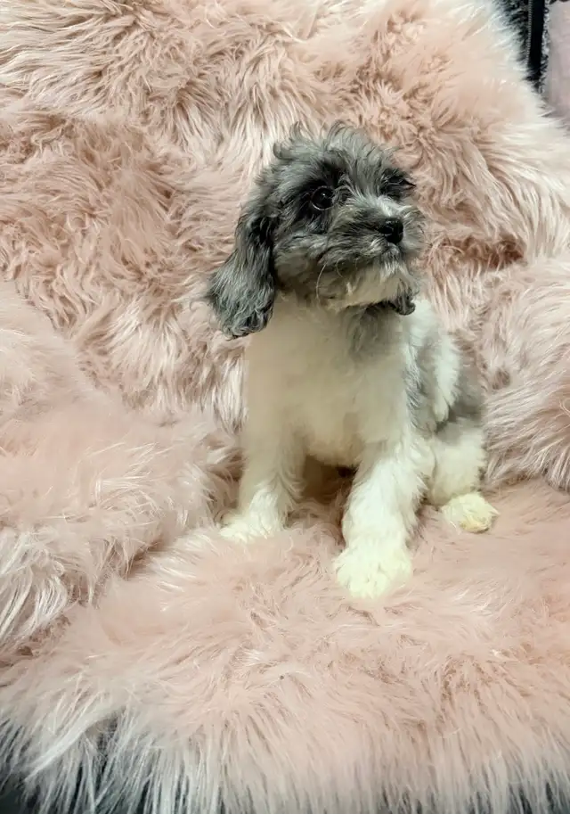 Mini Cockapoo (PRICE ONLY WEEKEND