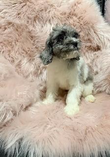 Mini Cockapoo (PRICE ONLY WEEKEND