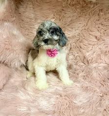 Mini Cockapoo (PRICE ONLY WEEKEND - Photo 2