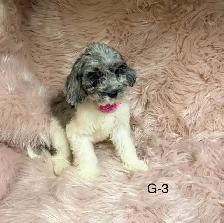 Mini Cockapoo (PRICE ONLY WEEKEND - Photo 3
