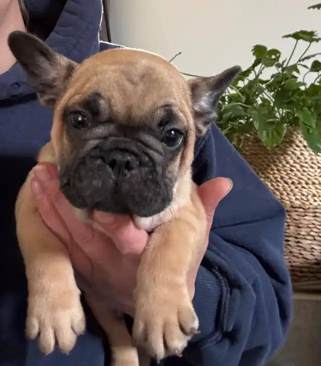 French bulldog puppies