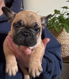 French bulldog puppies