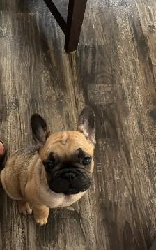 French bulldog puppies - Photo 2