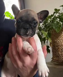 French bulldog puppies - Photo 3