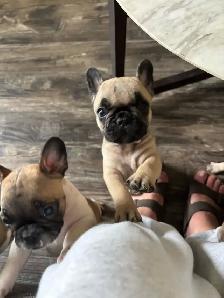 French bulldog puppies - Photo 4