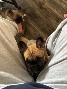 French bulldog puppies - Photo 5