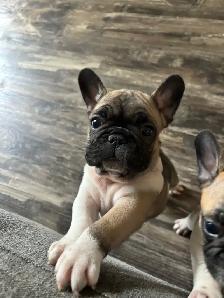 French bulldog puppies - Photo 6