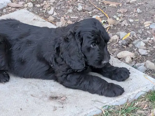 Standard Doodle Puppies