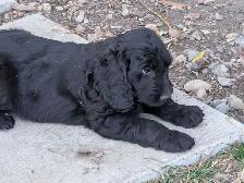 Standard Doodle Puppies