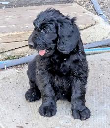 Standard Doodle Puppies - Photo 2