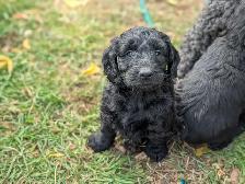 Standard Doodle Puppies - Photo 3