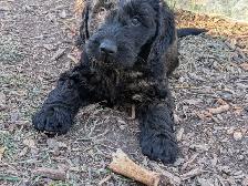 Standard Doodle Puppies - Photo 4