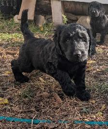 Standard Doodle Puppies - Photo 5