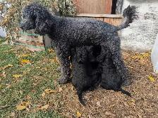 Standard Doodle Puppies - Photo 6