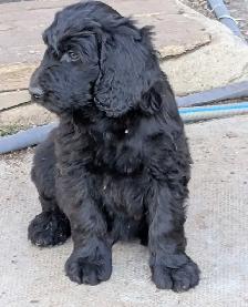Standard Doodle Puppies - Photo 7