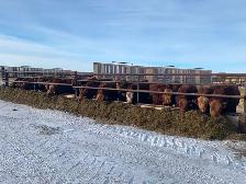24 Ft Fenceline Feeders - Photo 3
