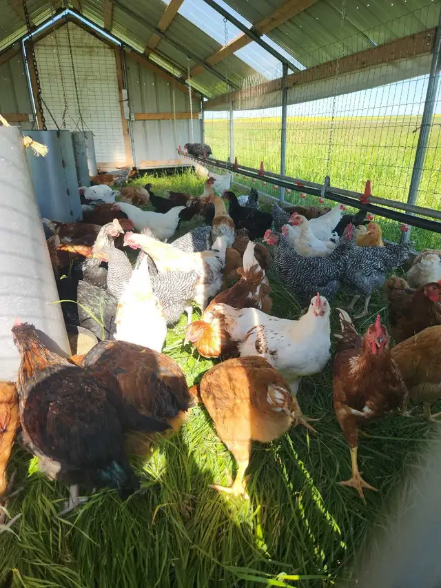 Rooster's