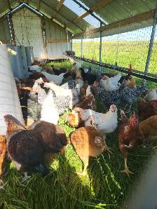 Rooster's