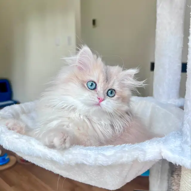 British longhair kitten/Blue eyes/ Blue Golden Chinchilla