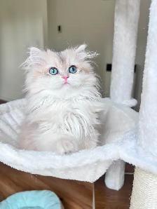 British longhair kitten/Blue eyes/ Blue Golden Chinchilla - Photo 3