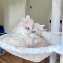 British longhair kitten/Blue eyes/ Blue Golden Chinchilla - Photo 5