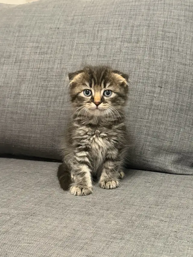 Ragdoll × Scottish Fold Kitten — Looking for a Loving Home